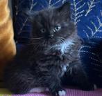 Lieve wollige  Langhaar Noorse boskat Britse korthaar kitten, Dieren en Toebehoren, Katten en Kittens | Raskatten | Langhaar, Meerdere dieren