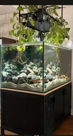 Aquarium compleet 120x70x60, Dieren en Toebehoren, Vissen | Aquaria en Toebehoren, Ophalen, Zo goed als nieuw, Gevuld zoetwateraquarium