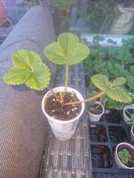 Jonge Aardbeienplant - Klaar voor uw tuin!, Volle zon, Ophalen of Verzenden, Tweejarig, Fruitplanten