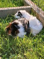 2 mooie jonge vrouwtjes cavia's, Dieren en Toebehoren, Augustus, Vrouwelijk, Cavia