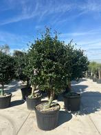 Grote Camellia Sasanqua – Multistam, Ophalen, Vaste plant, Overige soorten, Halfschaduw