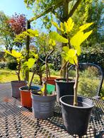 Vijgenboompjes, Tuin en Terras, Volle zon, Vijgenboom, Ophalen of Verzenden