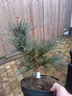 Pinus parviflora arakawa, Tuin en Terras, Planten | Bomen, Ophalen, Bloeit niet, Overige soorten, Minder dan 100 cm