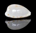 Schelpen: Cypraea piperita occidentalis 19,7mm (F+++/Gem), Ophalen of Verzenden, Schelp(en)
