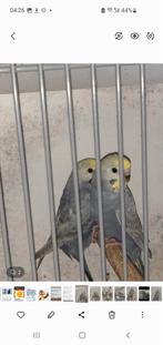 Te koop jonge parkieten, Dieren en Toebehoren, Meerdere dieren, Parkiet, Tam