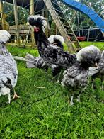 Te koop 2 mooie kuifhoender hanen blauw met witte kuif, Dieren en Toebehoren, Pluimvee, Mannelijk, Kip