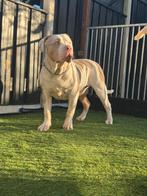 American Bully xl, Dieren en Toebehoren, Honden | Bulldogs, Pinschers en Molossers, Nederland, Rabiës (hondsdolheid), 1 tot 2 jaar