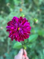 Paarse Dahlia’s, Tuin en Terras, Overige soorten, Volle zon, Vaste plant, Ophalen of Verzenden