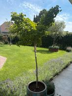 Prachtige japanse notenboom Ginkgo Biloba, Tuin en Terras, Ophalen of Verzenden, Volle zon, Overige soorten