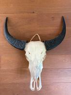 Buffel schedel, Ophalen, Gebruikt