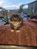 Main Coon kittens raszuiver mogen naar hun nieuwe huisje, Dieren en Toebehoren, Katten en Kittens | Overige Katten, Meerdere dieren