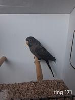 Gezocht een jonge grijze blackface blackwing pop, Dieren en Toebehoren, Vrouwelijk, Parkiet, Geringd