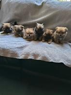 pomeriaan  Dwergkees pups, Dieren en Toebehoren, Honden | Chihuahua's en Gezelschapshonden, Overige rassen, Meerdere, Meerdere dieren