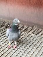 Prachtige postduif doffer 2023, Dieren en Toebehoren, Vogels | Duiven, Mannelijk, Postduif