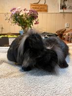 2 teddyxminilop konijnen, Dieren en Toebehoren, Konijnen, Mannelijk, Dwerg