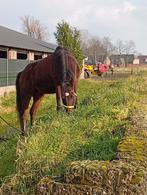 Lief paard tekoop, Dieren en Toebehoren, Gechipt, Ruin, Zadelmak, 3 tot 6 jaar