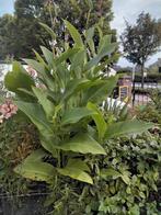 Canna's  €2.00 per stuk, Tuin en Terras, Planten | Tuinplanten, Ophalen, Overige soorten, Volle zon