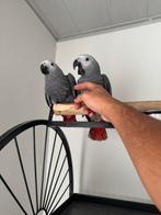 Grijze roodstaartje, Meerdere dieren, Parkiet