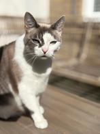 Gezocht: een goed huisje voor mijn kat. Zie beschrijving, Dieren en Toebehoren, Katten en Kittens | Overige Katten, Kater