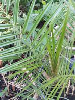 Phoenix Canariensis palmbomen, Vaste plant, Overige soorten, Ophalen, Volle zon