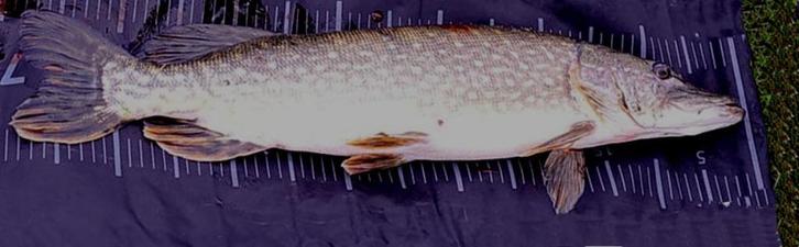 Deel 4) 2 stuks FL snoekstreamers op Double Hook/Fleurhaak, Watersport en Boten, Hengelsport | Roofvissen, Nieuw, Complete set