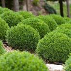 Buxus sempervirens, Ophalen of Verzenden, Buxus, Struik, Minder dan 100 cm