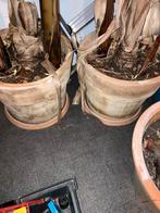 Banaan, meer jarige, Overige soorten, 250 tot 400 cm, Zomer, Ophalen