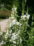 Mooie grote vaste planten/grassen/enz. Zie omschrijving., Tuin en Terras, Planten | Tuinplanten, Ophalen
