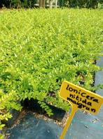 Lonicera nitida maigrun. Sterke bodembedekker. Buxusvervange, Bodembedekkers, Vaste plant, Ophalen of Verzenden, Halfschaduw
