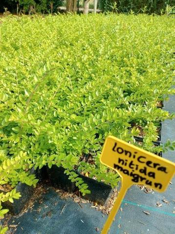 Lonicera nitida maigrun. Sterke bodembedekker. Buxusvervange beschikbaar voor biedingen