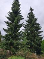 kerstbomen GROOT 2X; grote kerstbomen; kerstbomen GRATIS, Diversen, Kerst, Ophalen