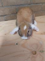 Twee leuke hangoor konijntjes, Dieren en Toebehoren, Konijnen, Meerdere dieren, Klein, Hangoor, 0 tot 2 jaar