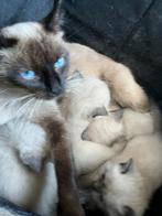 Kruising Samees Ragdoll kittens, Dieren en Toebehoren, Meerdere dieren, 0 tot 2 jaar