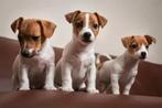 Jack russel pup gezocht, Dieren en Toebehoren, Honden | Jack Russells en Terriërs, Jack Russell Terriër, Reu, 8 tot 15 weken, Parvo