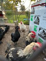 Jonge hen + haan, Dieren en Toebehoren, Meerdere dieren, Kip