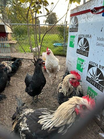 Jonge hen + haan beschikbaar voor biedingen