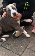 Am stafford pup teefje., Rabiës (hondsdolheid), 15 weken tot 1 jaar, American Staffordshire Terriër, Teef