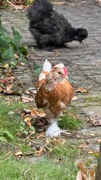 Haan, Dieren en Toebehoren, Pluimvee, Mannelijk, Kip