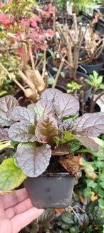 Ajuga reptans Atropurpurea (kruipend zenegroen), Ophalen, Vaste plant, Bodembedekkers, Halfschaduw
