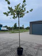 Dak plataan, Tuin en Terras, Planten | Bomen, Ophalen, Volle zon