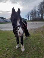 D pony, Dieren en Toebehoren, Pony's, Merrie, 11 jaar of ouder