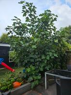 vijgenboom, Tuin en Terras, Planten | Bomen, Ophalen, Volle zon, Overige soorten