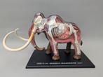 4D Master (Revell), anatomisch model Mammoet, Ophalen of Verzenden, Zo goed als nieuw, 1:50 of kleiner, Figuur of Figuren