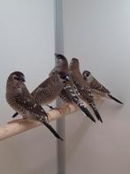 5-5 Ceres amadines, Dieren en Toebehoren, Vogels | Overige Vogels, Meerdere dieren, Tropenvogel, Geringd