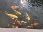 10 Koi te koop; mooi en heel goed verzorgd, Dieren en Toebehoren, Vissen | Vijvervissen, Karper of Koi