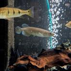 Jardini arowana, Vis, Zoetwatervis