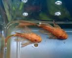 Ancistrus L144 Super Red Longfin, Dieren en Toebehoren, Vis