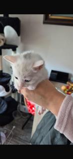 3 leuke kittens voor meer informatie doe een pb, Geslacht onbekend, Kortharig, 0 tot 2 jaar