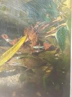 Guppy's, Dieren en Toebehoren, Vis, Zoetwatervis