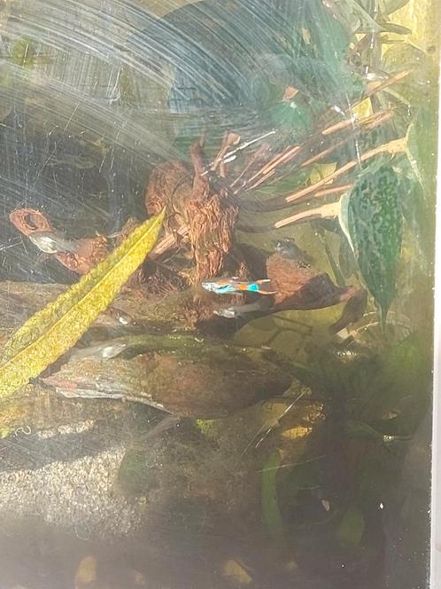 Guppy's, Dieren en Toebehoren, Vissen | Aquariumvissen, Zoetwatervis, Vis